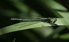 Coenagrion hastulatum