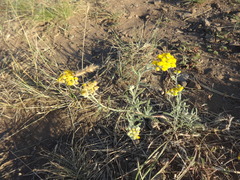 Achillea micrantha