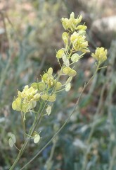 Biscutella valentina