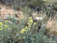 Biscutella valentina