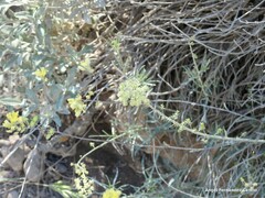 Reseda phyteuma