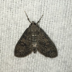 Palpita aenescentalis