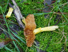 Cortinarius memoria-annae