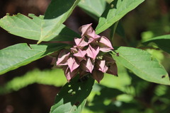 Clerodendrum fortunatum