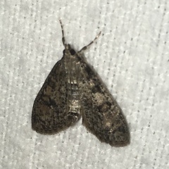 Palpita aenescentalis