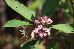 Clerodendrum fortunatum