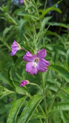 Epilobium hirsutum