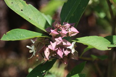 Clerodendrum fortunatum