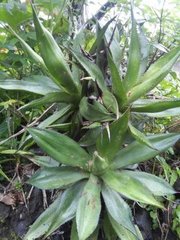 Agave mitis