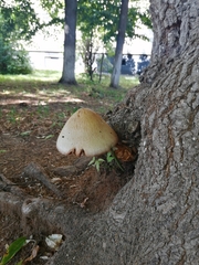 Volvariella bombycina