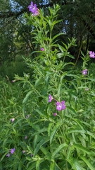 Epilobium hirsutum