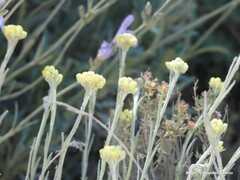 Helichrysum stoechas
