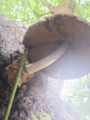 Volvariella bombycina