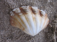 Tridacna crocea