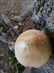 Volvariella bombycina