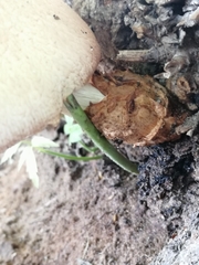 Volvariella bombycina