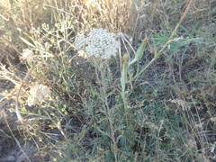 Achillea nobilis