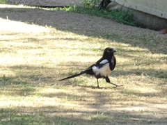 Pica pica