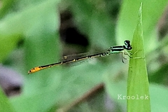 Agriocnemis minima