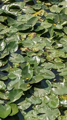 Nuphar lutea