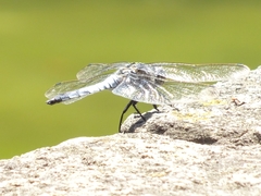 Orthetrum cancellatum
