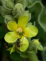 Thricops semicinereus