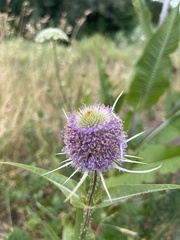 Dipsacus fullonum