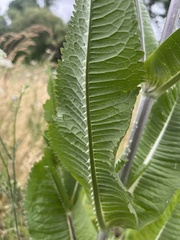 Dipsacus fullonum
