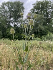 Dipsacus fullonum
