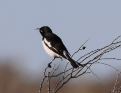 Certhionyx variegatus