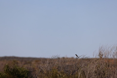 Certhionyx variegatus