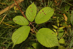 Rubus dasyphyllus