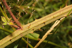 Rubus dasyphyllus