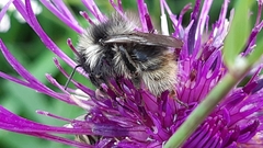 Bombus mucidus