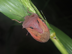 Chalcopis glandulosa