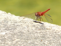 Crocothemis erythraea