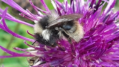 Bombus mucidus