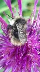 Bombus mucidus