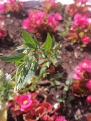 Epilobium pseudorubescens