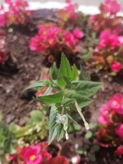 Epilobium pseudorubescens
