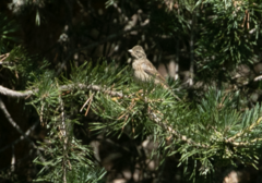 Emberiza citrinella