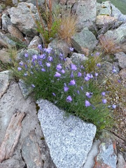 Campanula bohemica