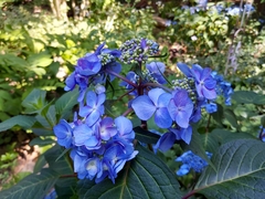 Hydrangea