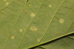 Aceria pseudoplatani