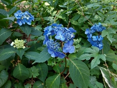 Hydrangea