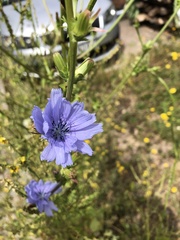 Cichorium intybus intybus