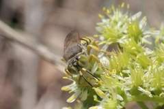 Bembix tarsata