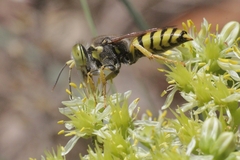 Bembix tarsata