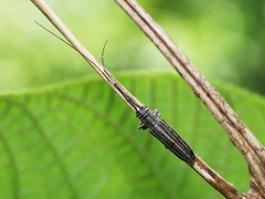 Pothyne rugifrons