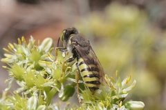 Bembix tarsata